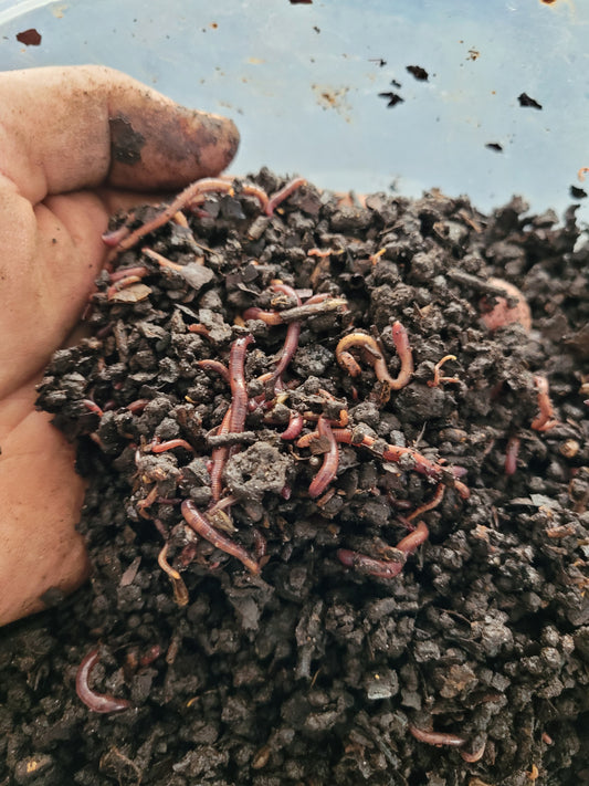 Composting Worms, Red Wigglers